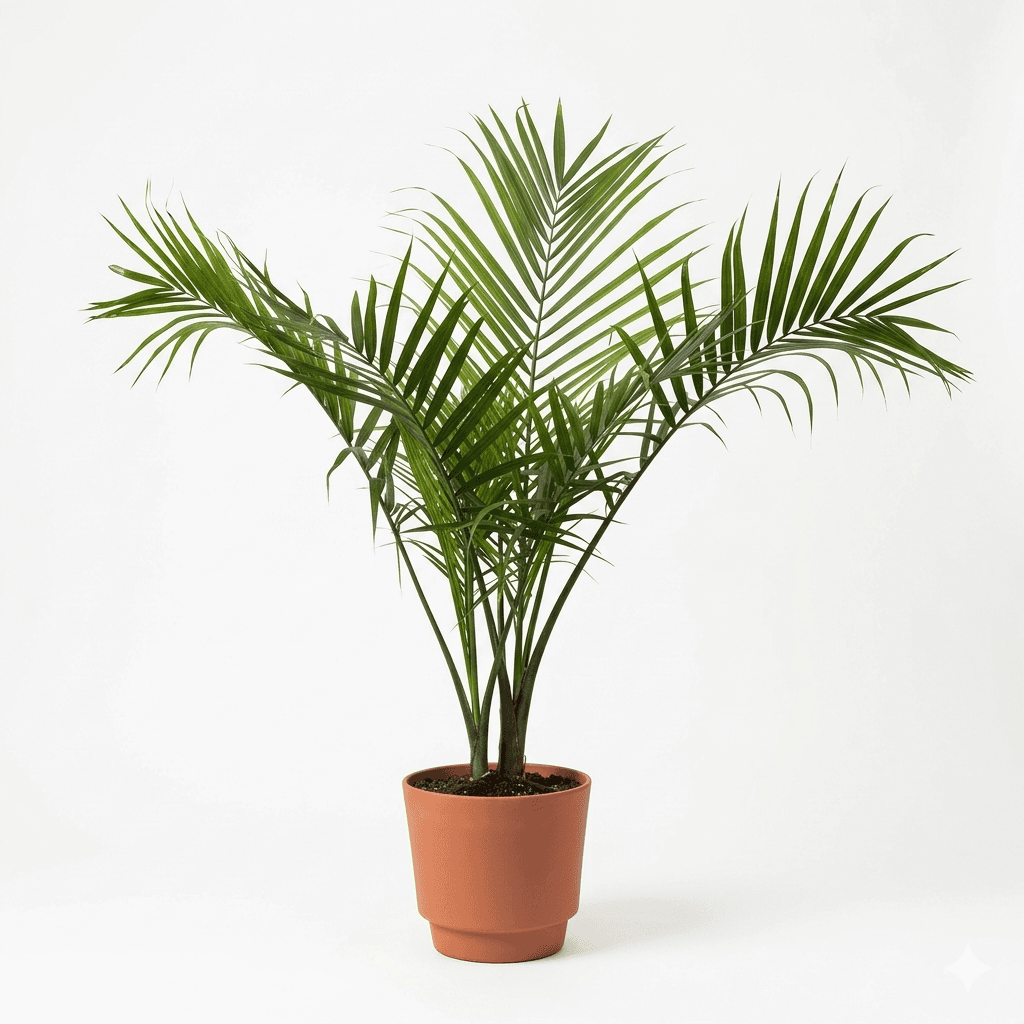 Majesty Palm, 2 gal pot