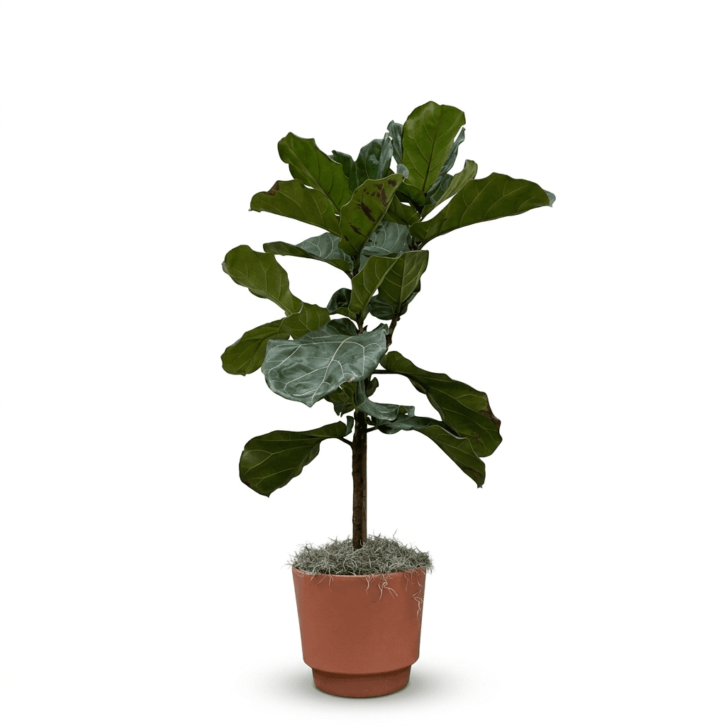 Fiddle Leaf Fig, 3 gal pot