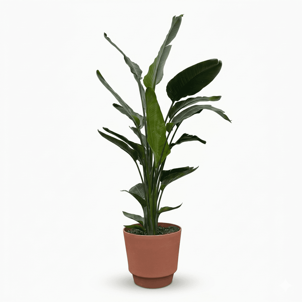 Bird of Paradise, 3 gal pot